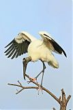 Wood Stork